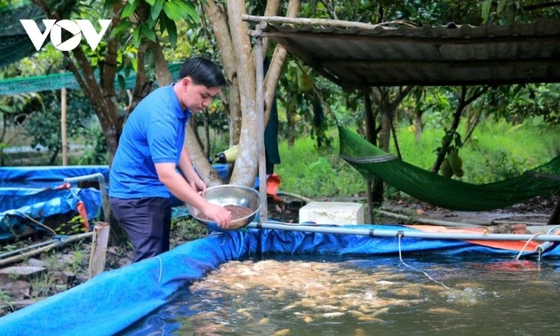 Nguyen Tri Thuc in Hau Giang beschäftigt sich mit der Zucht von Pfauenaugenbuntbarschen