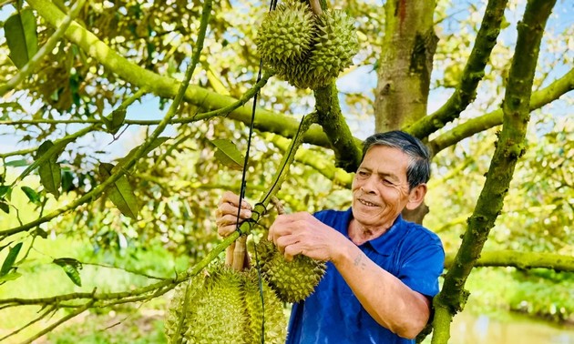 Erfolge aus dem Durian-Anbau des Landwirts Chin Em in Hau Giang