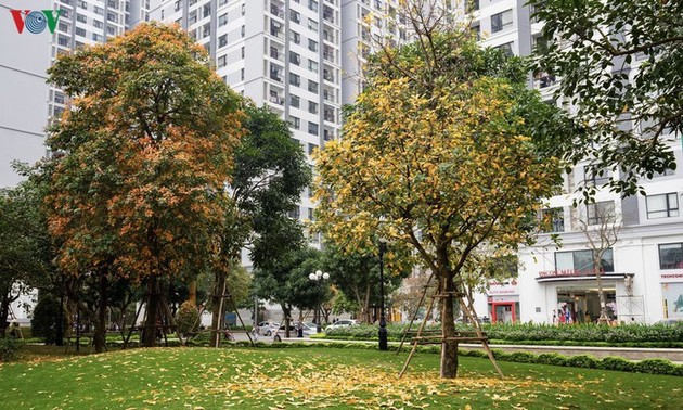 Hanoï, quand les feuilles changent de couleur