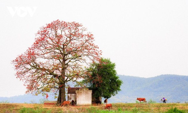 Le fromager rouge au bord de la rivière Thuong