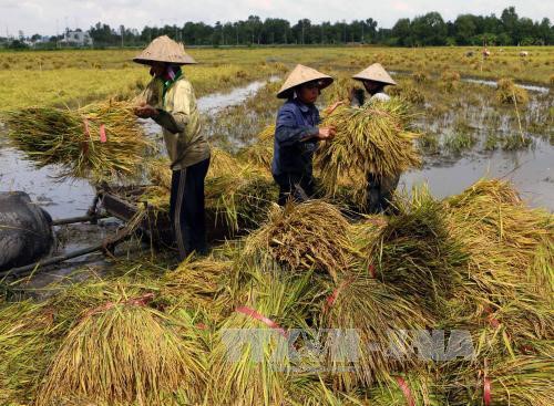 Provinsi Hau Giang mengakui kecamatan ke-20 yang mencapai standar pedesaan baru