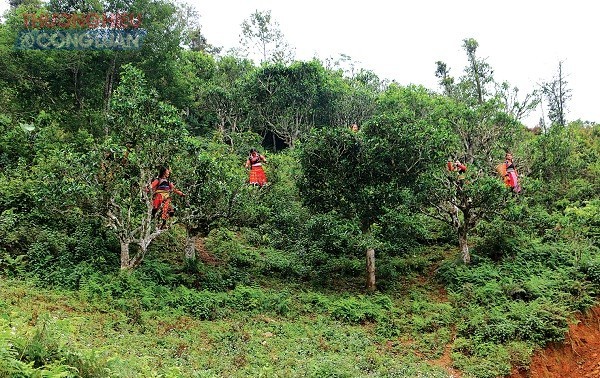 Melakukan Usaha Start-Up dengan  Produk Teh Shan Tuyet Berusia Tua di Ta Xua