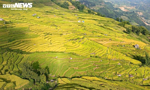 Y Ty Pada Musim Menguning