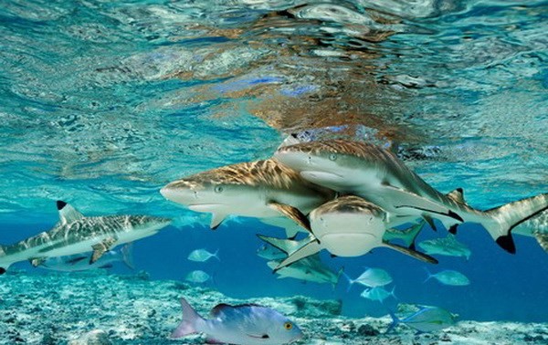 UN calls for action on World Environment Day