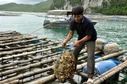 Fischzucht auf der Insel Van Don in Quang Ninh