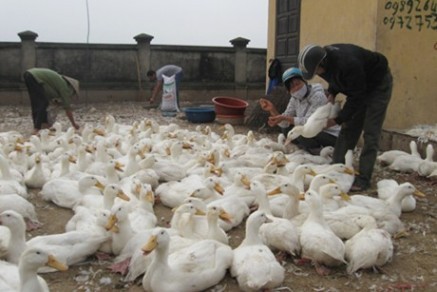 Grenzprovinzen in Nordvietnam setzen sich aktiv für die Bekämpfung der Vogelgrippe ein