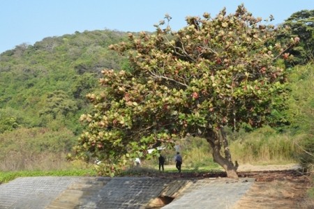 Tet des Zusammentreffens auf der Insel Hon Khoai