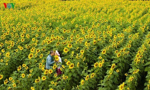 Ein Besuch in Da Lat, um Sonnenblumen anzuschauen