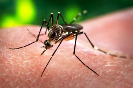 Den vom Zika-Virus verursachten Krankheiten aktiv vorbeugen