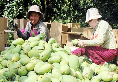 Die Bauern in Dong Thap erwirtschaften durch ökologische Landwirtschaft