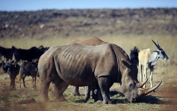 Kurzfilmwettbewerb über den Kampf gegen den illegalen Handel mit Wildtieren