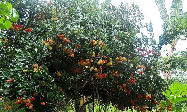 Besuch im Obstgarten von Vam Xang in Can Tho