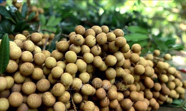 Vietnam versucht, Longan nach Australien zu exportieren