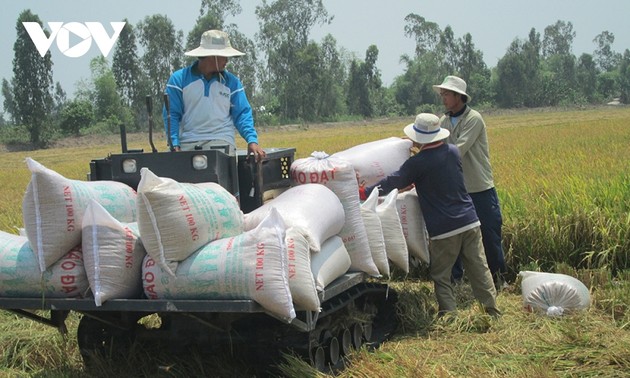 Die vietnamesischen Reisexportpreise steigen weiter