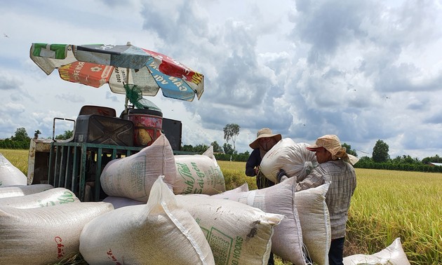 Gute Reisernte im Mekong-Delta