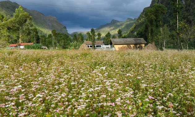 Ha Giang – Saison des Echten Buchweizens