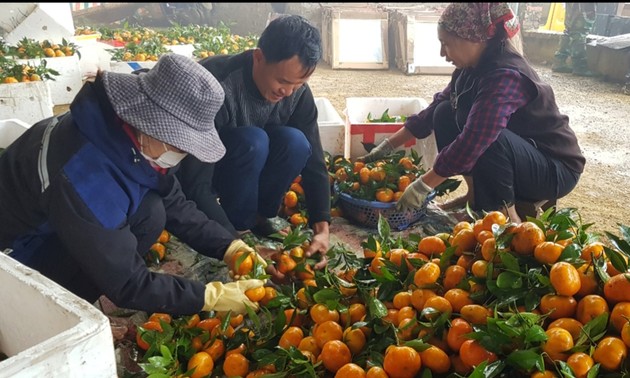 Pampelmuse, Mandarine und Orange sind Ausweg aus der Armut für Bewohner in Hoa Binh