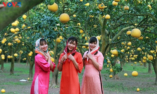 Der Pampelmuse-Garten Phuc Dien – beliebter Ort zum Fotografieren am traditionellen Neujahrsfest Tet