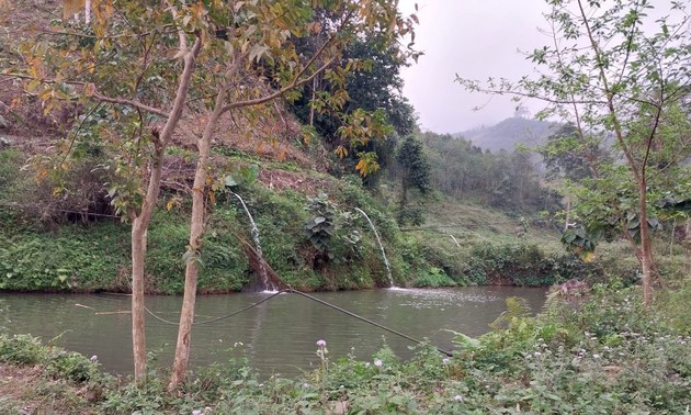 Die Zucht von chinesischen Phönixbarben im Kreis Bao Yen in Lao Cai