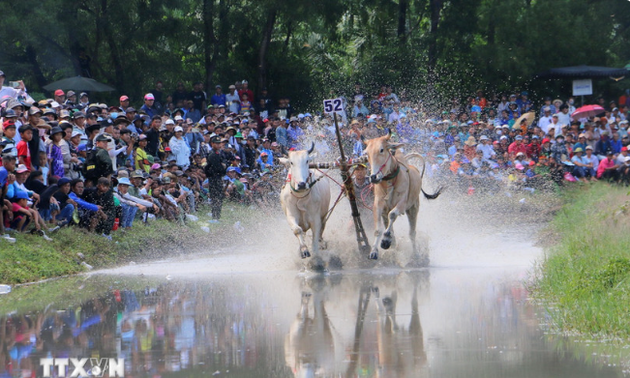 Ochsenrennen-Fest Bay Nui: Schönheit der traditionellen Kultur der Volksgruppe Khmer in Südvietnam
