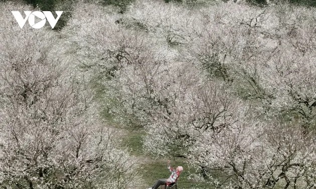 Winterblumen auf dem Moc-Chau-Plateau