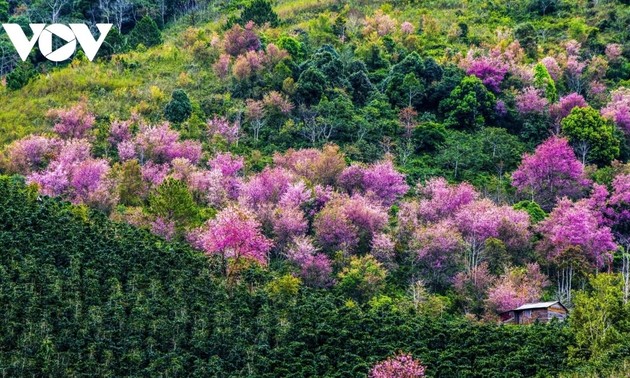 Eröffnung des Kirschblüten-Festivals Da Lat 2026
