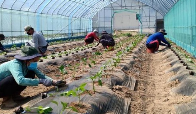 한국, 계약 만료 베트남 근로자에게 임시직 허용