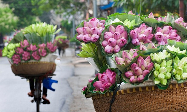 하노이 – 꽃과 거리