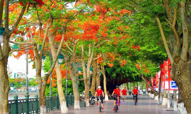 하이퐁 – 붉은 봉황꽃의 도시