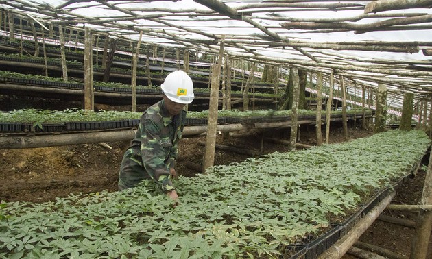 Kon Tum: ឧបត្ថម្ភពូជយ៉ិនសិន Ngoc Linh ចំនួន៤៦.៥០០ដើមជូនដល់ប្រជាជន