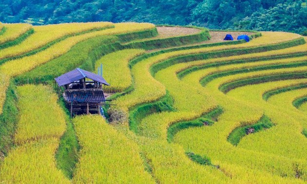 វាលស្រែកាំជណ្តើរ Hoang Su Phi ថ្វីដៃឯករបស់ជនជាតិភាគតិច