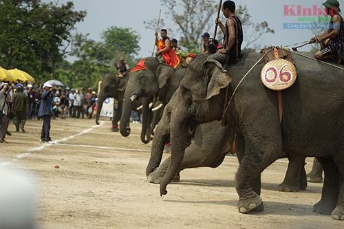 ការប្រឡងសត្វដំរីនៅភូមិ Don ខេត្ត Dak Lak ប្រព្រឹត្តទៅយ៉ាងផុលផុស