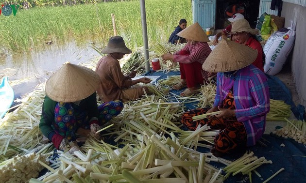 កសិករតំបន់ U Minh Ha ដាំដើម បូនបូន (bon bon) អភិវឌ្ឍសេដ្ឋកិច្ច