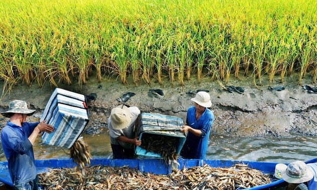 អត្ថប្រយោជន៍សេដ្ឋកិច្ចទទួលបានពីរូបសណ្ឋានឯកទេសវប្បកម្មបង្កង-ស្រូវនៅខេត្ត Soc Trang