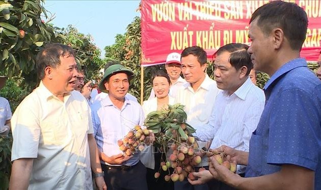 ខេត្ត Hai Duong នាំចេញផ្លែគូលេនជើងដំបូងទៅកាន់ទីផ្សារសឹង្ហបុរី សហរដ្ឋអាមេរិកនិងអូស្ត្រាលី