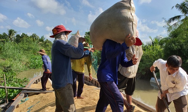 ការបង្កបង្កើនផលស្រូវរដូវប្រាំងនៅតំបន់ដីសណ្ដទន្លេ Cuu Long ទទួលបានជោគជ័យជាផ្លែផ្កា