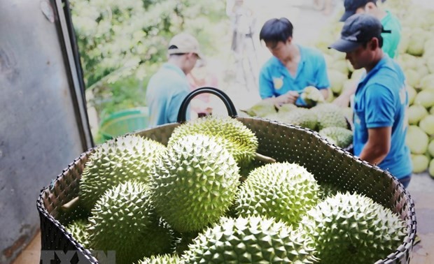 ការនាំចេញទុរេនរបស់វៀតណាមជាប់កំណត់ត្រា