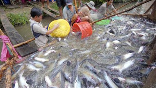 គោលនយោបាយគាំពារកសិកម្មរបស់អាមេរិកបង្កការលំបាកសំរាប់ការនាំចេញត្រីប្រារបស់វៀតណាម