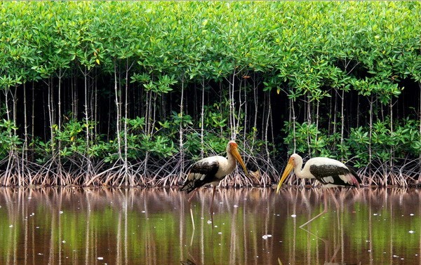 គំរោងការអភិវឌ្ឍន៍ព្រៃឆ្នេរសមុទ្រទប់ទល់នឹងបំរ៉ែបំរួលអាកាសធាតុ