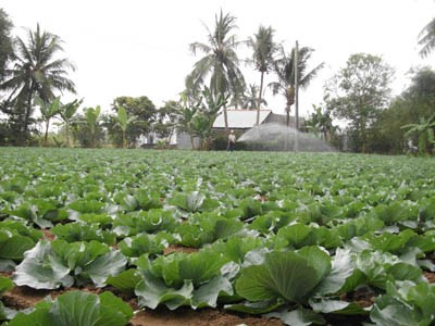 ប្រសិទ្ធភាពពីរូបសណ្ឋានក្រុមធ្វើសហប្រតិបត្តិការដាំដំណាំរួមផ្សំរបស់សម្ព័ន្ធយុវជនជាជនជាតិខ្មែរ