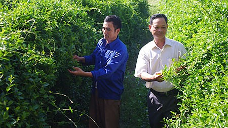 រូបសណ្ឋានដាំថ្នាំបុរាណស្អាតតាមស្តងដាអន្តរជាតិនៅស្រុក Hai Hau ខេត្ត Nam Dinh 