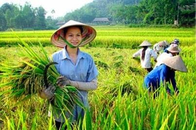 នារីខេត្ត Quang Tri ចូលរួមការកសាងជនបទថ្មី