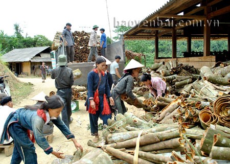 ជនជាតិ Dao នៅខេត្ត Yen Bai រួចផុតពីភាពក្រីក្រអាស្រ័យដល់ដំណាំ Que