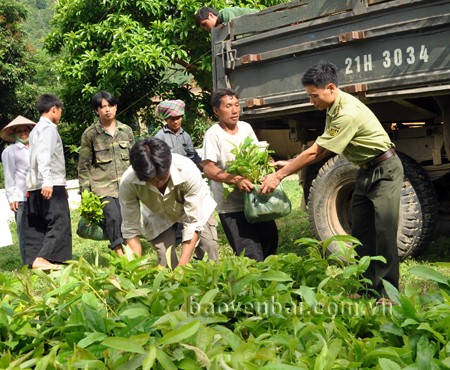 ប្រជាកសិករនៅខេត្ត Yen Bai មានបានពីការដាំព្រៃ