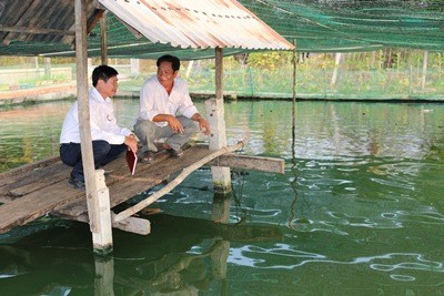 ខេត្ត Tay Ninh ៖ ប្រជាកសិករធ្វើមានអាស្រ័យដោយកម្ចីទុនតាមក្រុមតភ្ជាប់ផលិតកម្ម