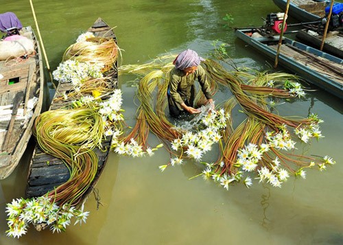 ប្រជាកសិករខេត្ត Dong Thap រកស៊ីនារដូវទឹកជក់