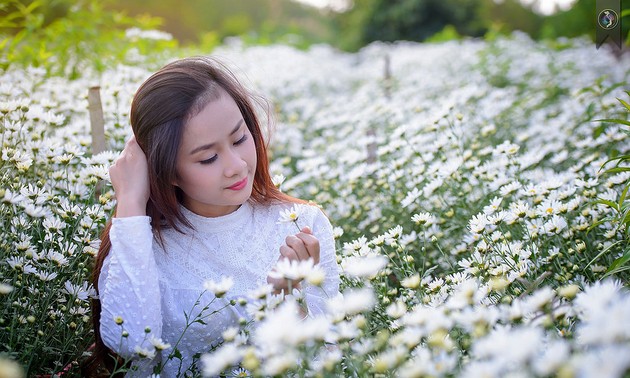 提醒人们寒冷的冬季即将到来的雏菊