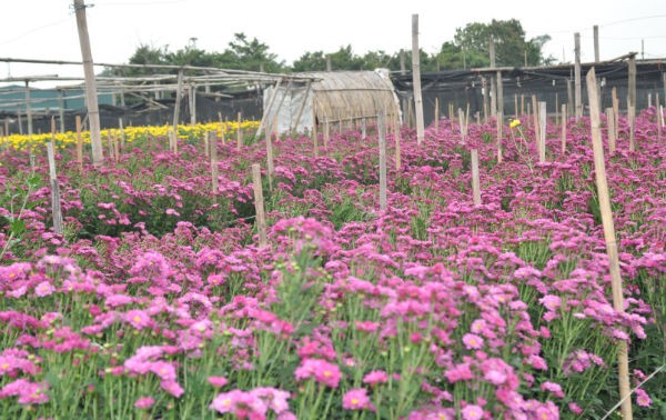 新春造访西就花村