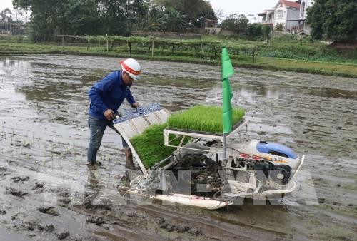 越南洋溢着新春劳动生产气氛