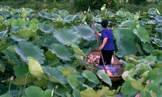 品莲花茶：河内人连接过去与现在